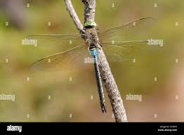 Attēlu rezultāti vaicājumam “Anax parthenope”