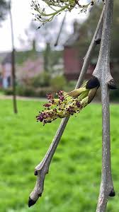 Attēlu rezultāti vaicājumam “Fraxinus excelsior bud”