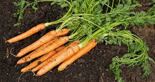 Image result for Möhren