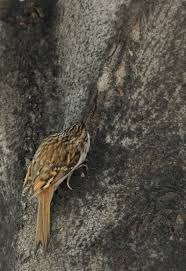 Attēlu rezultāti vaicājumam “Certhia familiaris adult”