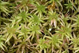 Attēlu rezultāti vaicājumam “Sphagnum palustre”