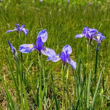 Image result for Iris