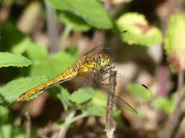 Attēlu rezultāti vaicājumam “Sympetrum sanguineum female”
