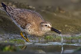 Attēlu rezultāti vaicājumam “Calidris canutus”