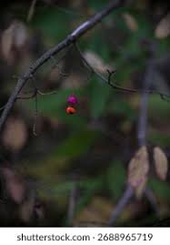 Attēlu rezultāti vaicājumam “Euonymus verrucosus fruit”