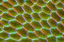 Attēlu rezultāti vaicājumam “Cinclidium stygium macro”