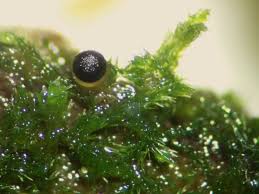 Attēlu rezultāti vaicājumam “Colloderma sp.”