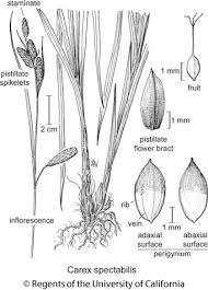 Attēlu rezultāti vaicājumam “Carex viridula fruit”