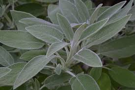 Attēlu rezultāti vaicājumam “Salvia officinalis leaf”