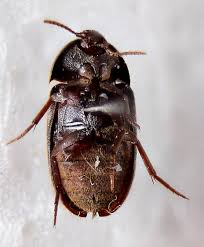 Attēlu rezultāti vaicājumam “Tetratomidae”