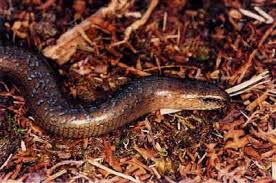 Attēlu rezultāti vaicājumam “Anguis fragilis adult”