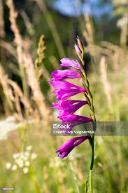 Attēlu rezultāti vaicājumam “Gladiolus imbricatus flower”