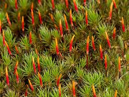Attēlu rezultāti vaicājumam “Polytrichum piliferum”