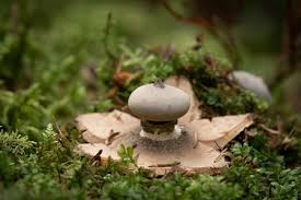 Attēlu rezultāti vaicājumam “Geastrum pectinatum”