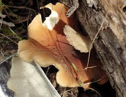 Attēlu rezultāti vaicājumam “Polyporus badius”