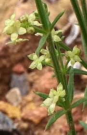 Attēlu rezultāti vaicājumam “Galium boreale fruit”