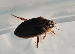 Attēlu rezultāti vaicājumam “Rhantus frontalis”