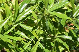 Attēlu rezultāti vaicājumam “Euura acutifoliae”