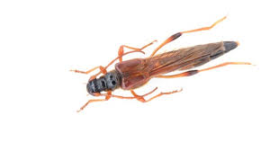 Attēlu rezultāti vaicājumam “Necydalis major”