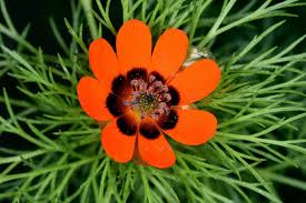 Image result for Adonis aestivalis