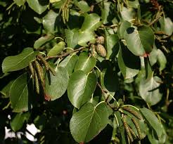 Attēlu rezultāti vaicājumam “Alnus”