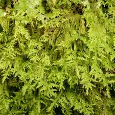 Attēlu rezultāti vaicājumam “Thuidium assimile”