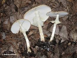 Attēlu rezultāti vaicājumam “Lepiota aspera”