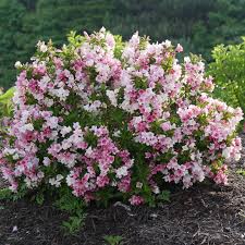Attēlu rezultāti vaicājumam “Weigela praecox”