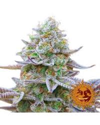 Image result for Frostabella ginsterfarmii