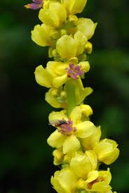 Image result for Verbascum nigrum