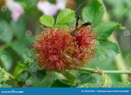 Attēlu rezultāti vaicājumam “Diplolepis rosae”