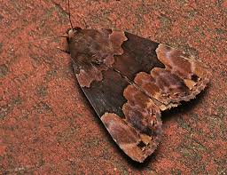 Attēlu rezultāti vaicājumam “Diderma deplanatum”