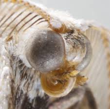 Attēlu rezultāti vaicājumam “Cabera exanthemata male”