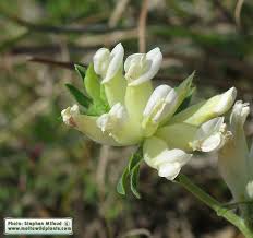 Attēlu rezultāti vaicājumam “Anthyllis maritima”