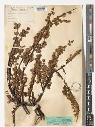 Attēlu rezultāti vaicājumam “Betula nana female flower”