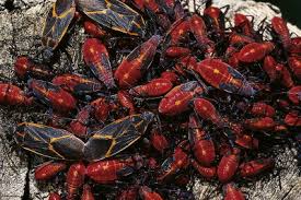 Attēlu rezultāti vaicājumam “Gerridae imago”