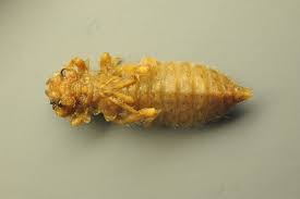 Attēlu rezultāti vaicājumam “Ophiogomphus cecilia”