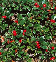 Attēlu rezultāti vaicājumam “Arctostaphylos uva-ursi leaf”