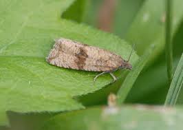 Attēlu rezultāti vaicājumam “Celypha striana”