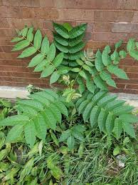 Attēlu rezultāti vaicājumam “Festuca altissima leaf”