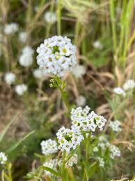 Attēlu rezultāti vaicājumam “Lobularia maritima”