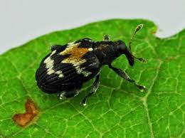 Attēlu rezultāti vaicājumam “Nematus salicis”