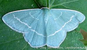 Attēlu rezultāti vaicājumam “Chlorissa viridata”