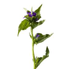 Attēlu rezultāti vaicājumam “Campanula glomerata”