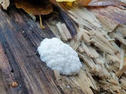 Attēlu rezultāti vaicājumam “Didymium spongiosum”