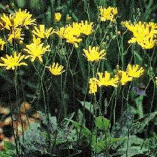 Attēlu rezultāti vaicājumam “Hieracium laevigatum”