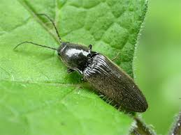 Attēlu rezultāti vaicājumam “Hemicrepidius sp.”