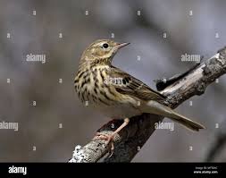 Image result for Anthus trivialis