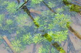 Attēlu rezultāti vaicājumam “Lycogala cf. oleocrystalliferum sessile”