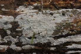 Attēlu rezultāti vaicājumam “Cinereomyces lindbladii”